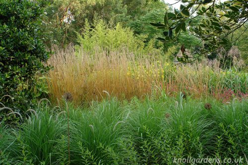 Calamagrostis Waldenbuch – Knoll Gardens | Ornamental Grasses and ...