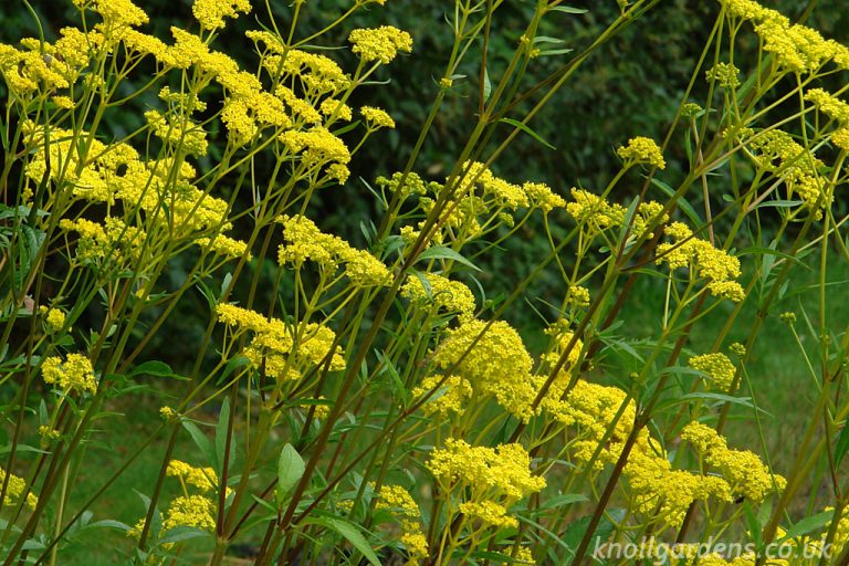 Patrinia scabiosifolia – Knoll Gardens – Ornamental Grasses and ...