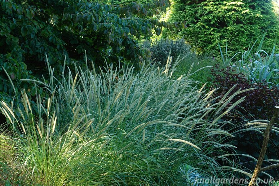 Pennisetum macrourum – Knoll Gardens – Ornamental Grasses and Flowering ...