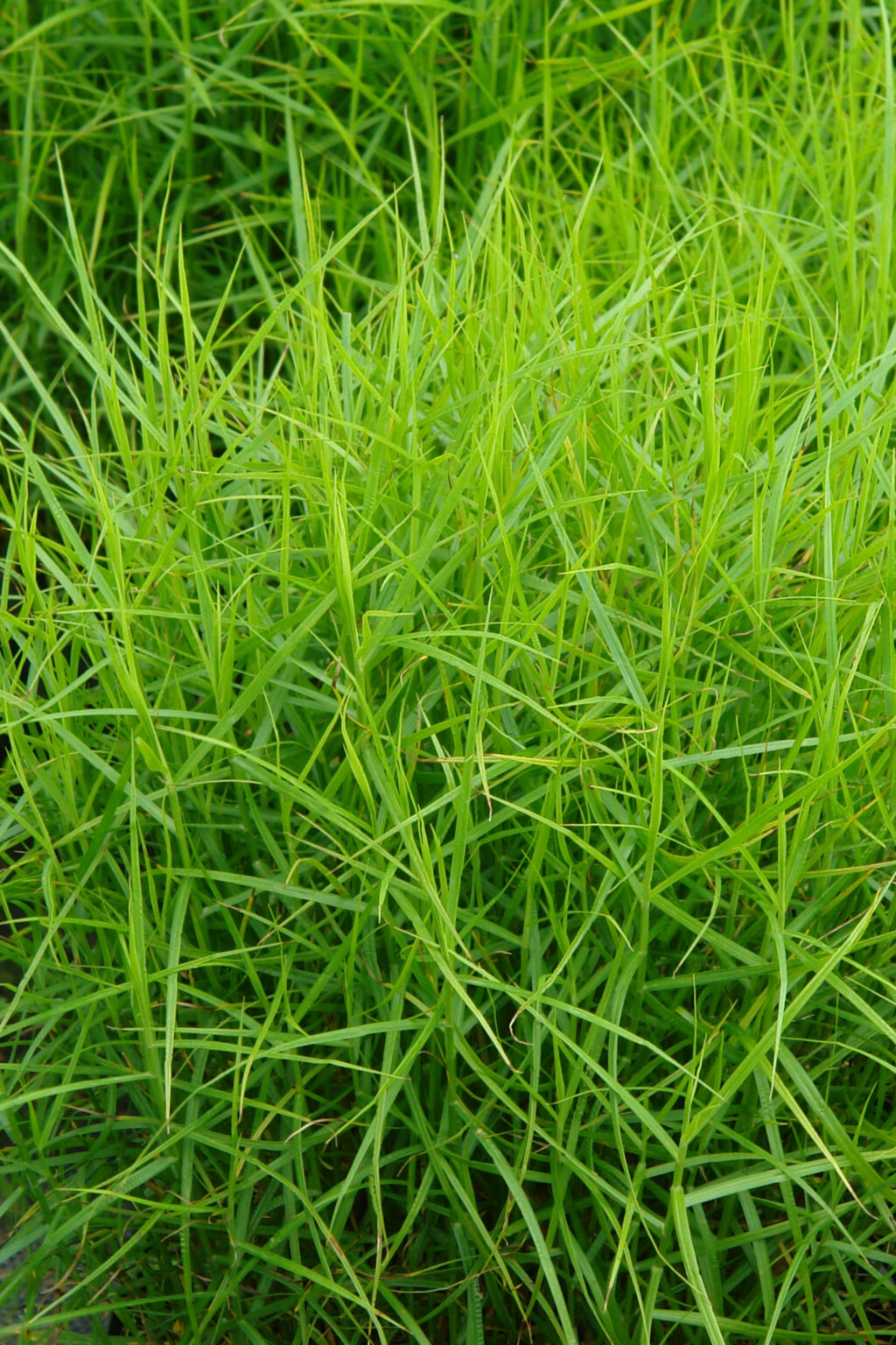 Carex Little Midge – Knoll Gardens – Ornamental Grasses and Flowering ...