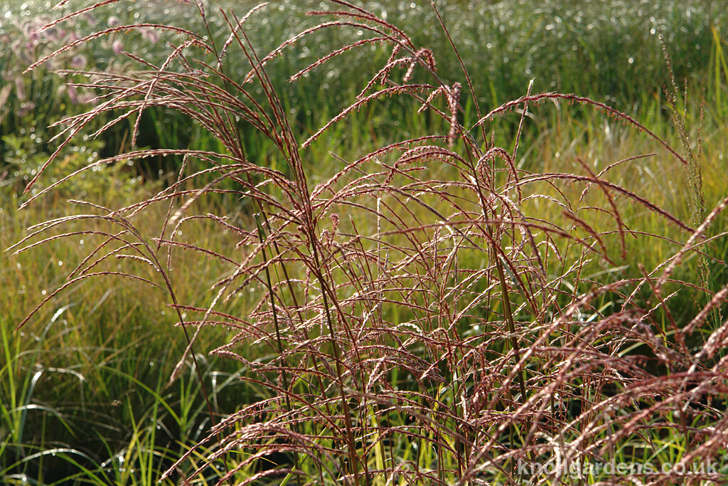 Miscanthus Kleine Fontane – Knoll Gardens – Ornamental Grasses and ...