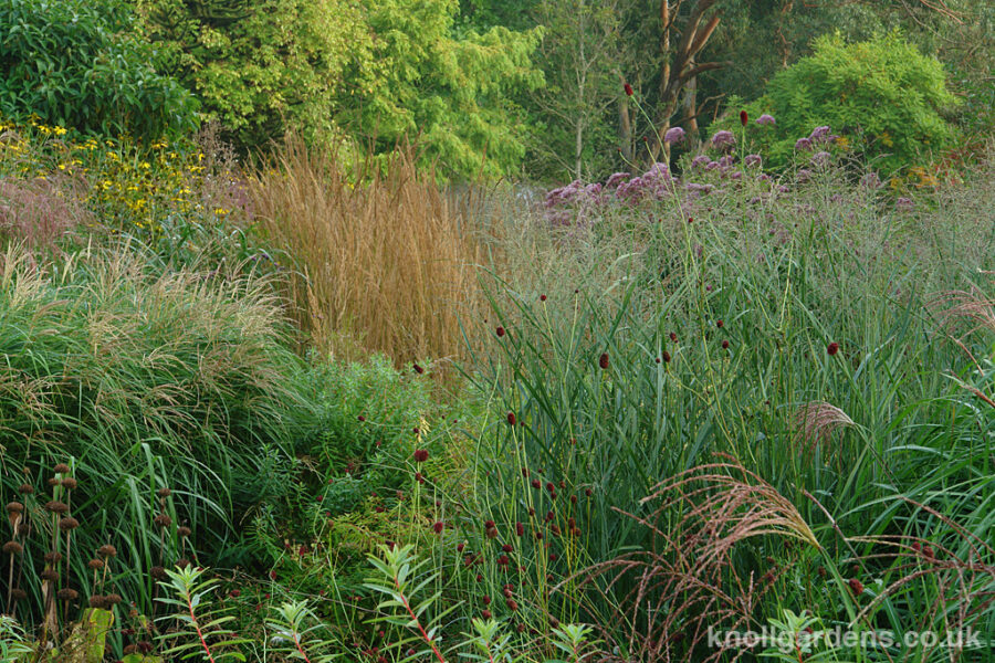 Panicum Heavy Metal – Knoll Gardens – Ornamental Grasses and Flowering ...