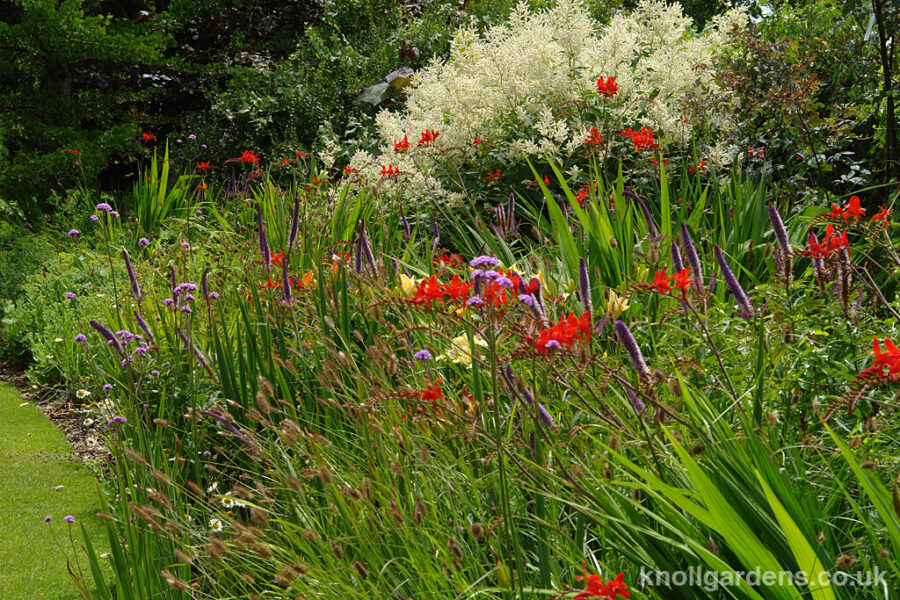 Veronicastrum Red Arrows – Knoll Gardens – Ornamental Grasses and ...